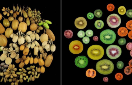 物種故事|獼猴桃：我還有麻辣味的，你吃過(guò)嗎？