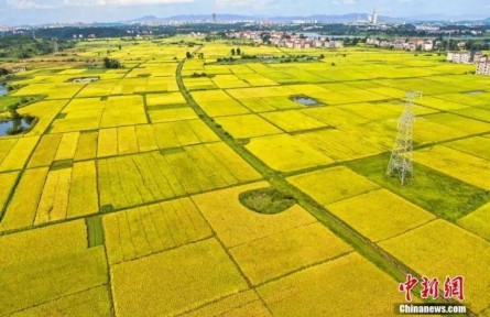 中西方豐收節(jié)有何文化共性？