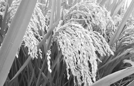 植物線粒體DNA實現(xiàn)首次編輯