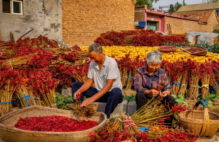 山東濟(jì)寧：秋季辣椒豐收忙