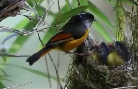 保護(hù)多樣性 共建人與自然生命共同體