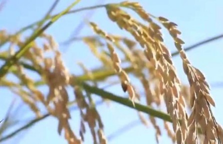 黑龍江：秋收工作已全面展開 金秋十月收獲季 稻花香里看豐年