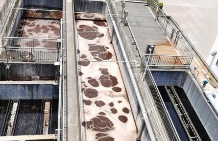 15年“一粒難求”，北京成功培育污水克星“紅菌”