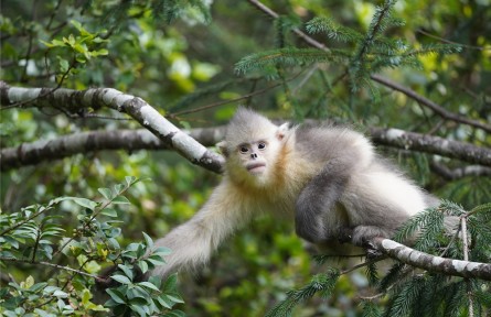 云南：中國(guó)“動(dòng)植物王國(guó)”探索生物多樣性保護(hù)與旅游發(fā)展互促共贏之路