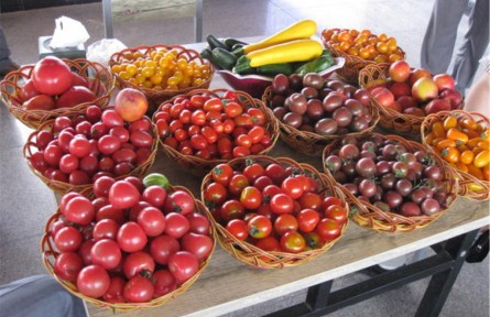 內(nèi)蒙古達拉特旗：讓農(nóng)民挑上“金扁擔”