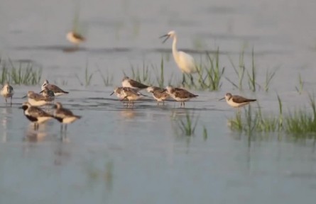 人與自然和諧共生 生物多樣性保護(hù)成效顯著