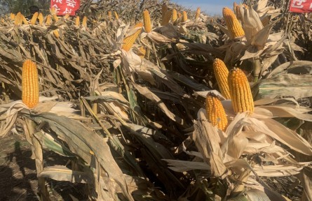 吉林：連續(xù)4年實(shí)現(xiàn)“噸糧田” 保護(hù)性耕作“梨樹模式”顯成效