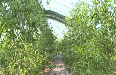 山東省臨沂市費縣：給農(nóng)業(yè)發(fā)展插上科技的“翅膀”