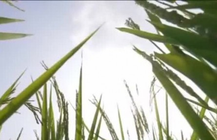 吉林：有機(jī)綠色和地理標(biāo)志水稻認(rèn)證面積達(dá)到528萬畝