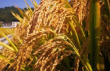 浙江：雜交稻種植面積破200萬畝