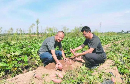 山東煙臺：農業(yè)科技助力鄉(xiāng)村振興 山塂薄地長出黃金蜜薯