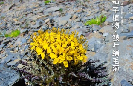 物種故事|皺葉絹毛菊：長壽的秘訣竟然是惡劣的生長環(huán)境