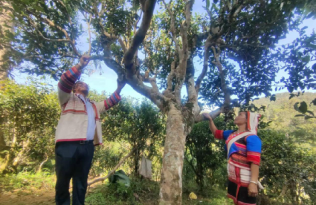 西南林業(yè)大學(xué):用科技手段努力保護(hù)好古茶樹