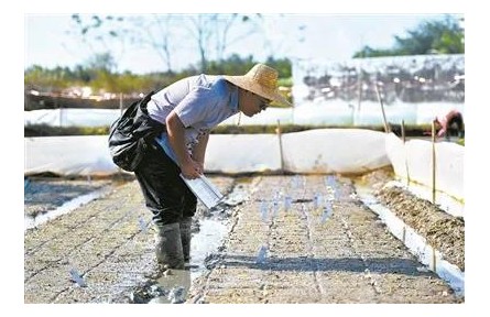 轉(zhuǎn)基因技術(shù)為保障糧食安全注入新動能