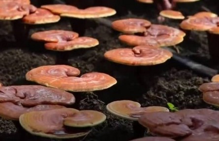 豐收中國·吉林磐石：食用菌進入采收期 科學(xué)種植提高產(chǎn)量