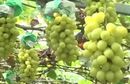 豐收中國·上海：葡萄小鎮(zhèn)迎豐收 現(xiàn)代農(nóng)業(yè)助力鄉(xiāng)村振興