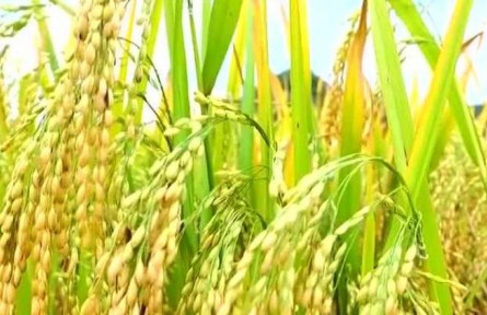 豐收中國(guó)·云南廣南：“八寶米”喜獲豐收 標(biāo)準(zhǔn)化生產(chǎn)帶動(dòng)增收