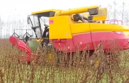 豐收中國·河南平輿：芝麻收獲季 全程機(jī)械化高產(chǎn)又高效