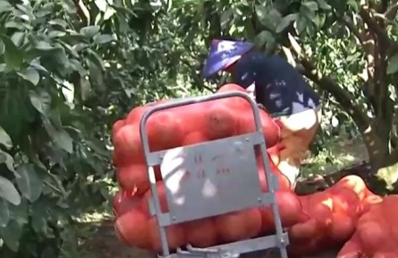 豐收中國·福建永泰：柚子套袋種植 提高“顏值”和品質(zhì)