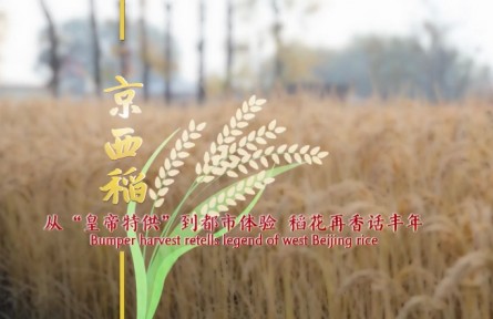 中國(guó)范兒 | 京西稻：從“皇帝特供”到都市體驗(yàn) 稻花再香話豐年