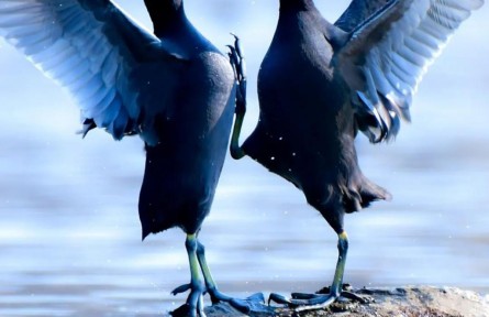 物種故事 | 白骨頂：似雞非雞，似鴨非鴨，我是鳥中的“四不像”