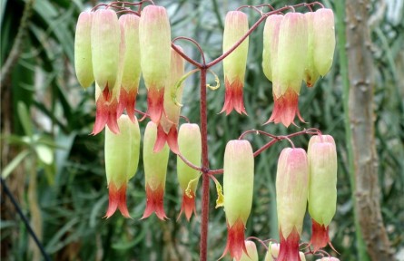 物種故事 | 落地生根：堅(jiān)韌美麗的“燈籠花”