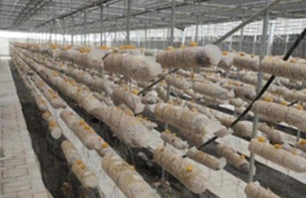 昆明食用菌研究所指導柞水金耳栽培初見成效