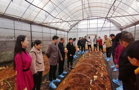 昆明食用菌研究所成功選育大球蓋菇新品種 “中菌金球蓋1號(hào)”