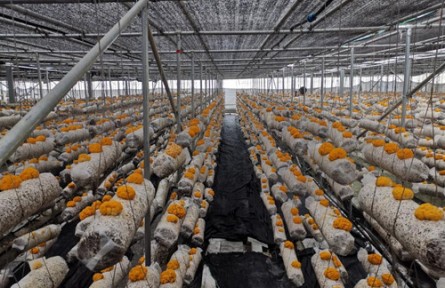 昆明食用菌研究所落實習近平總書記指示精神開展木耳產(chǎn)業(yè)科技服務