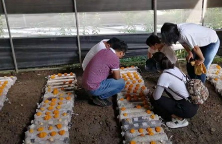 昆明食用菌研究所云南省重大專項子課題中期進度評估及技術服務工作