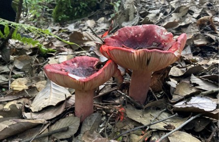 昆明食用菌研究所開展省重大科技專項子課題實施進展情況自查及技術服務指導