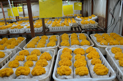 昆明食用菌研究所聯(lián)合開發(fā)金耳工廠化栽培技術成效初現(xiàn)