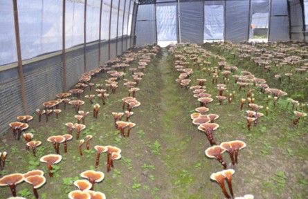 昆明食用菌研究所科技特派員赴麗江永勝開展科技服務