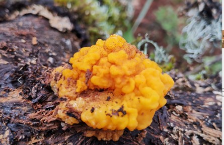 云南省食用菌產(chǎn)業(yè)發(fā)展研究院完善我國食用菌種質(zhì)資源庫建設新進展