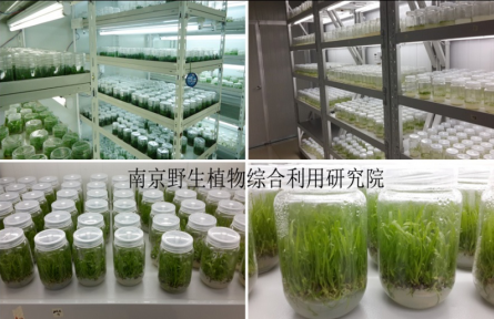 南京野生植物研究所特色經(jīng)濟植物的組培快繁技術(shù)(工廠化育苗技術(shù))
