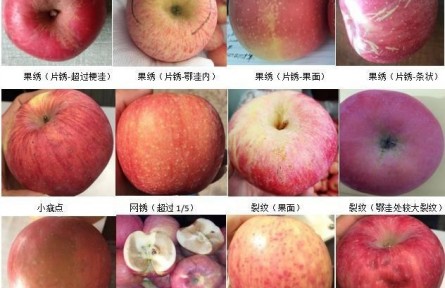 92、成果名稱：蘋果商貿流通質量分級檢驗與標準化控制