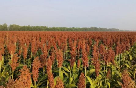 山東東營：黃河三角洲鹽堿地里不斷種出高產(chǎn)作物