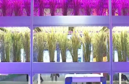 國家“十三五”科技創(chuàng)新成就展 新型水稻育種方式為糧食安全保駕護航