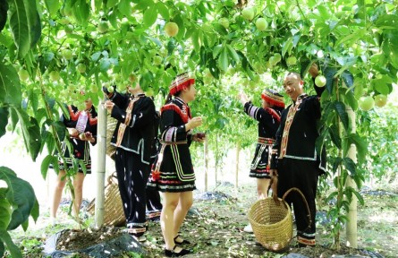 廣西資源：黨建引領百香果成“鄉(xiāng)村振興果”