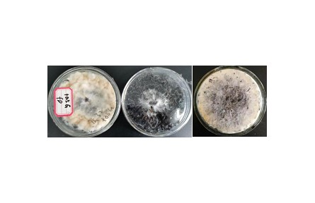 41、成果名稱(chēng)：桑黃菌發(fā)酵桑葉紅茶關(guān)鍵技術(shù)