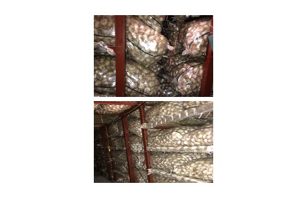 15、成果名稱：大蒜貯藏保鮮技術(shù)