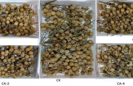 12、成果名稱：龍眼氣調(diào)保鮮技術(shù)