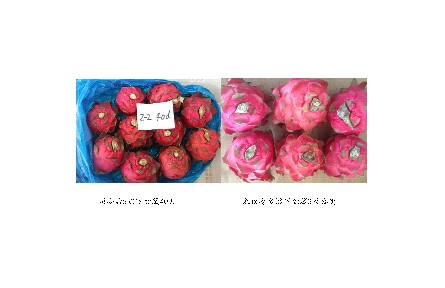 11、成果名稱：火龍果貯藏保鮮關(guān)鍵技術(shù)
