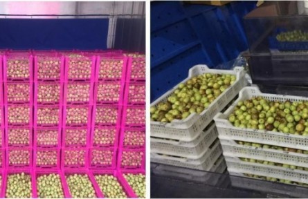 9、成果名稱：冬棗貯運(yùn)保鮮關(guān)鍵技術(shù)