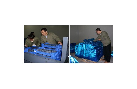 8、成果名稱：藍(lán)莓采后流通保鮮技術(shù)