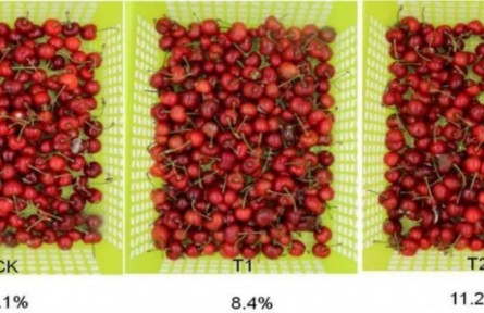 7、成果名稱：櫻桃采后流通保鮮技術(shù)