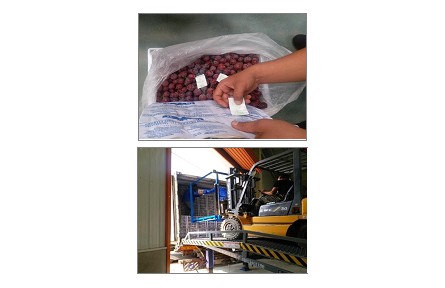 5、成果名稱：葡萄貯藏流通保鮮關(guān)鍵技術(shù)