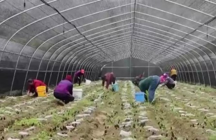 2021年前三季度鄉(xiāng)村富民產(chǎn)業(yè)發(fā)展勢(shì)頭良好