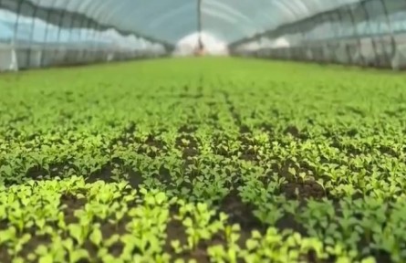 農(nóng)業(yè)農(nóng)村部：多措并舉 力促秋冬蔬菜穩(wěn)產(chǎn)保供