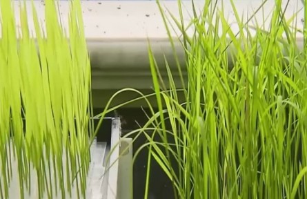 2020年度國家科技進步獎一等獎：水稻遺傳資源的創(chuàng)制保護和研究利用